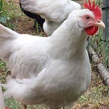 A white hen coming towards the camera